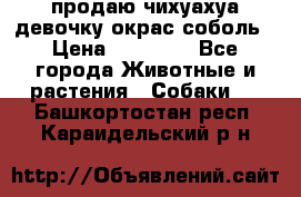 продаю чихуахуа девочку,окрас соболь › Цена ­ 25 000 - Все города Животные и растения » Собаки   . Башкортостан респ.,Караидельский р-н